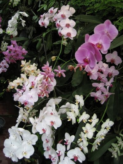 kebun phalaenopsis