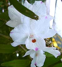 Dendrobium Annae