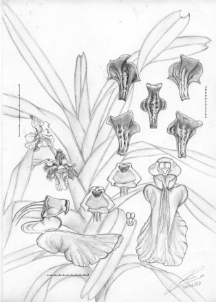 Vanda metusalae