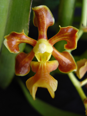 Vanda metusalae