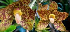 Grammatophyllum speciosum